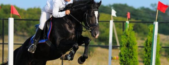 Курс верхової їзди для початківців