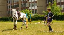 Виїздка (Dressage). Заняття для покращення навичок у кінному спорті